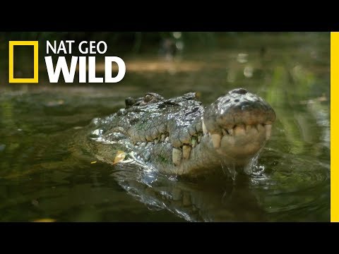 Watch a Croc&#039;s Brutal Death Roll | Boss Croc