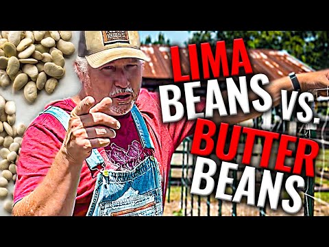 Which Should You Be Growing | Lima Beans OR Butter Beans