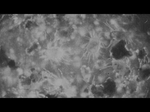 Cheese Mites (1903) | BFI National Archive