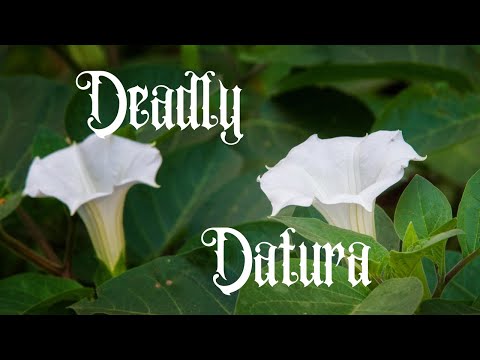 The Deadly Datura Plant: Identification, Cautions, and Medicinal Uses