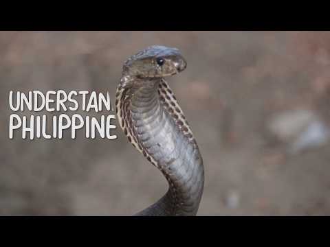 Philippine Cobra (1/3) - Understanding the Naja Philippinensis