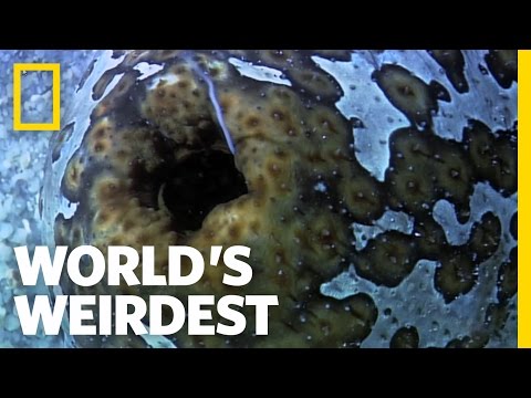 Sea Cucumber Fights with Guts (Literally) | World&#039;s Weirdest