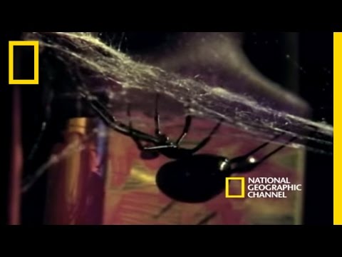 Deadly Mates: Black Widow Spider | National Geographic