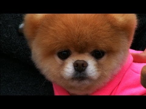 Boo&#039;s Big Vacation: World&#039;s Cutest Dog Takes San Francisco