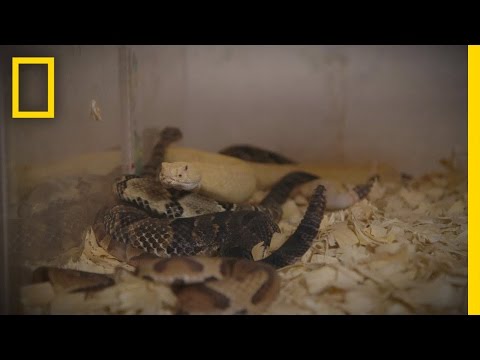 Feeding the Snakes | Snake Salvation