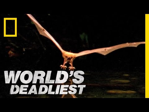 Fishing Bats | World&#039;s Deadliest