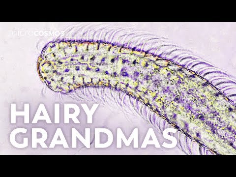 Gastrotrichs: Four Day Old Grandmothers