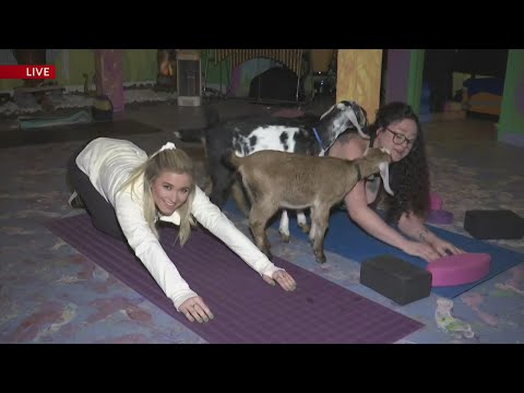 FFA fundraiser in Panama City Beach features baby goat yoga