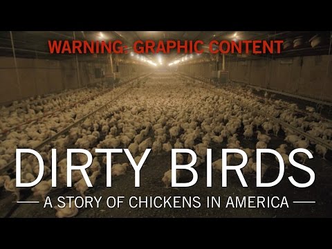 Original Fare - Dirty Birds: A Story of Chickens in America | Original Fare | PBS Food