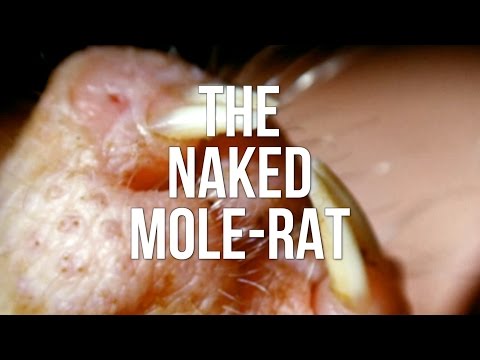 The Naked Mole-Rat