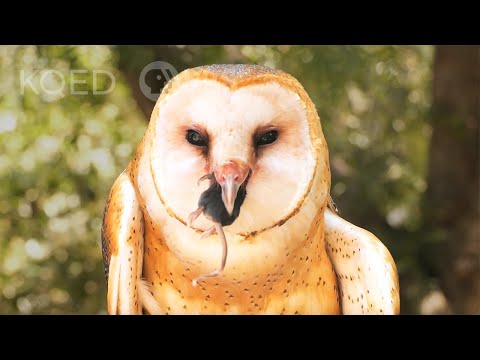 Watch Barn Owls Swallow Rodents Whole | Deep Look