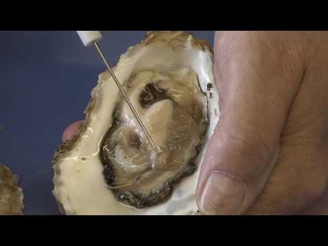 Oyster Biology