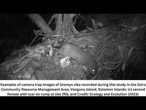 Scientists capture first-ever photos of giant coconut-cracking rats