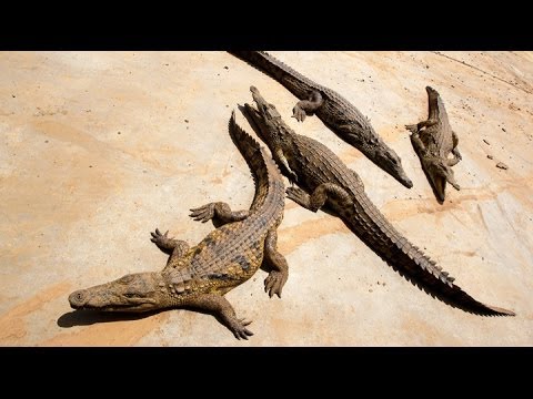 Crocodiles Can Climb To New Heights Making Trees A Haven