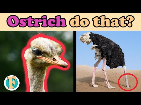 Do Ostriches bury their head in the sand? is it a myth or reality