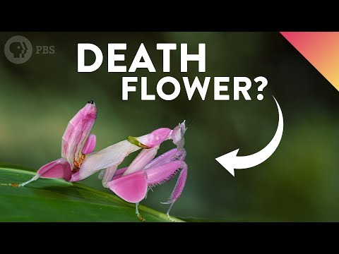Why Do These Deadly Insects Look Like Flowers?