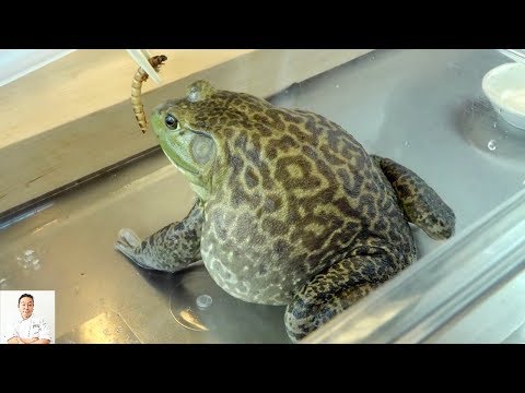 GRAPHIC: Live Frog Recipe | Delicious Twice Cooked Frog Recipe (Cantonese Inspired)