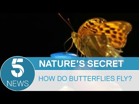 Scientists finally figure out how butterflies fly | 5 News