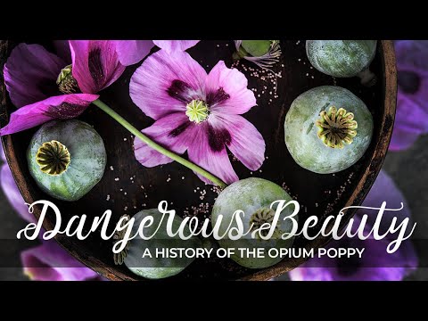 Dangerous Beauty: A History Of the Opium Poppy