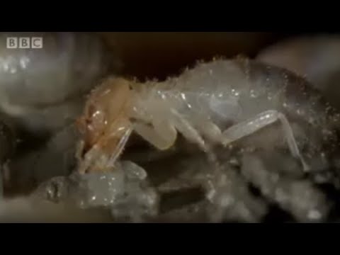 Termite World | Life In The Undergrowth | BBC