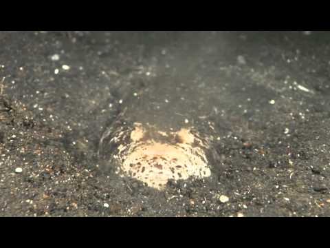 Little Red Cardinalfish gets eaten by hidden Stargazer!