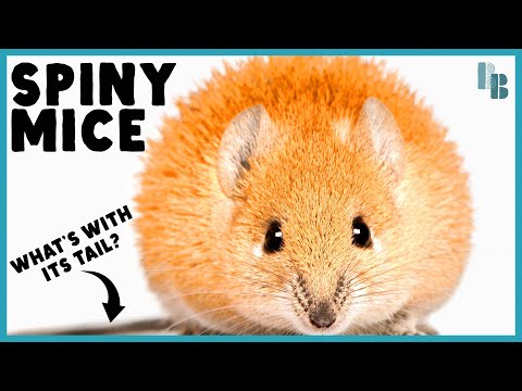 Spiny Mice Can Regenerate