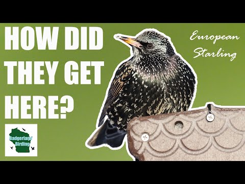 How the European Starling Conquered America