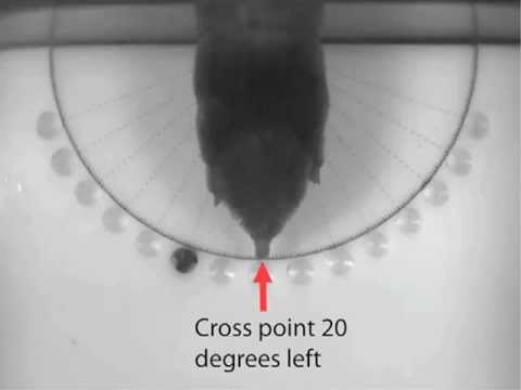 Evidence moles can smell in stereo