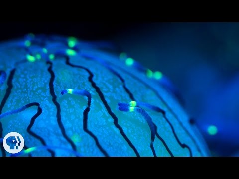 Why Jellyfish Float Like a Butterfly—And Sting Like a Bee | Deep Look