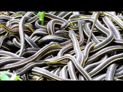 NatureNorth.com&#039;s Snakes Alive Video