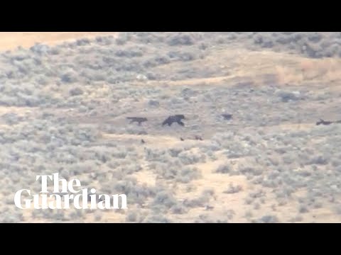 Bear steals kill from wolves in Yellowstone park