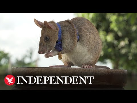 Mine-detecting rat receives gold medal for ‘lifesaving bravery’