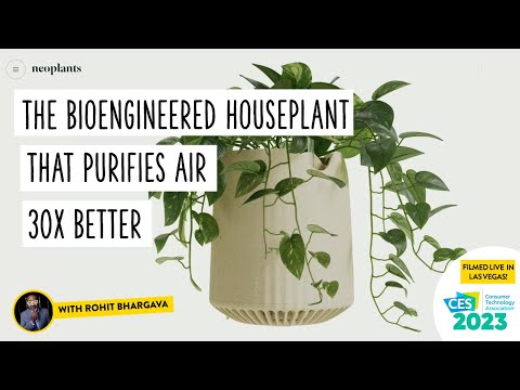 Meet the Bioengineered Houseplant That Purifies Air 30x Better Than Others | Non-Obvious at #ces2023