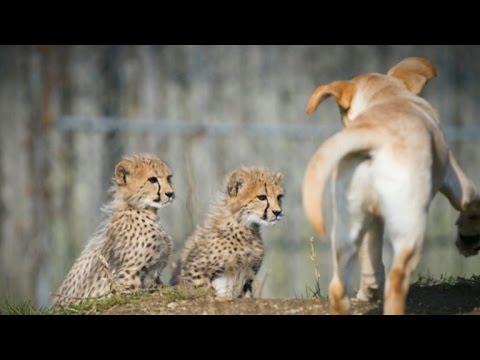 Why are there Labrador retrievers in this zoo&#039;s cheetah exhibit?