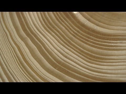 Tree Stories: How Tree Rings Reveal Extreme Weather Cycles
