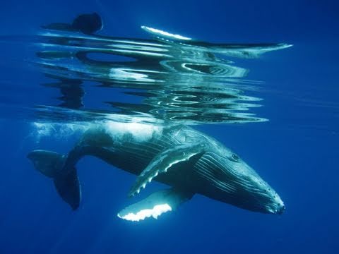 Humpback Whale Song