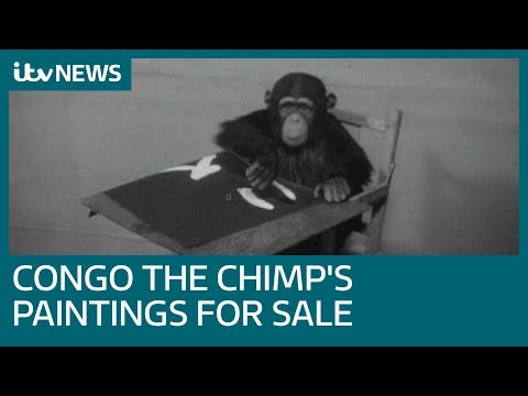 Celebrated chimpanzee&#039;s paintings go under the hammer | ITV News
