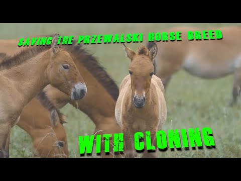 We Cloned A Przewalski Horse - Saving Genetics of an Extinct Breed