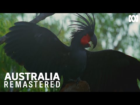 These palm cockatoos have rhythm | Australia Remastered