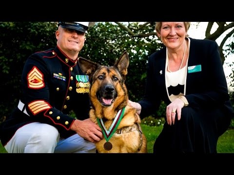 Marine Dog Who Lost Leg Gets Highest War Medal Honor For Saving Soldiers