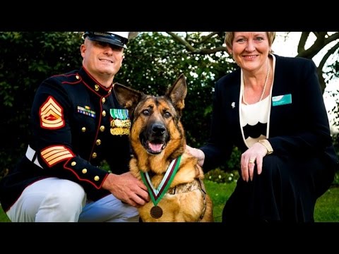 10 Amazing Animals Awarded A Medal For Bravery - 38