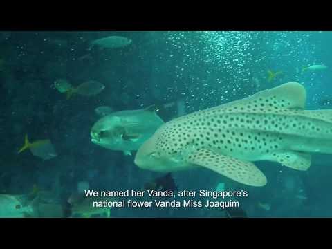 Vanda the &#039;miracle&#039; Zebra Shark at S.E.A. Aquarium