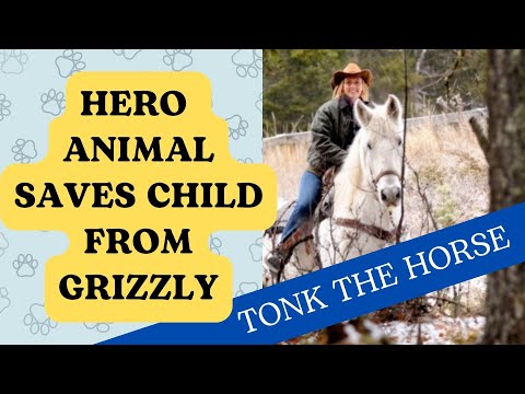 HERO ANIMAL - Horse Saves Child from Grizzly Bear! TONK defeats massive bear to save little boy