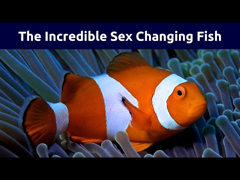 Clownfish Gender Transformation: How Male Clownfish Become Female