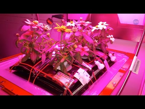 ScienceCasts: Historic Vegetable Moment on the Space Station