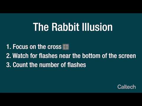 The Rabbit Illusion