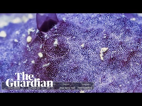 Timelapse footage shows a sea sponge sneezing