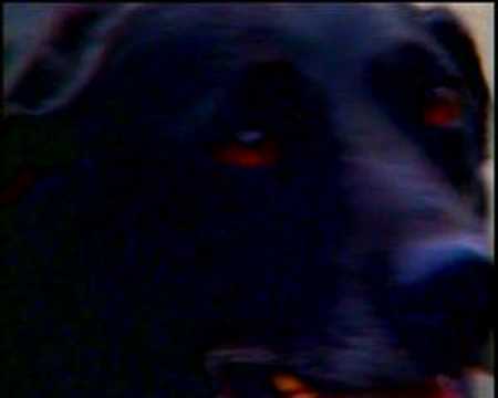 Part 2 Phantom Black Dogs - Animal X Classic | Storyteller Media