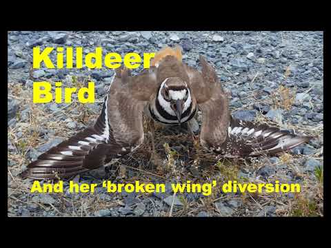 A Killdeer Bird and her broken wing act - Kildeer Call #KildeerCall #KildeerBird #BrokenWingAct