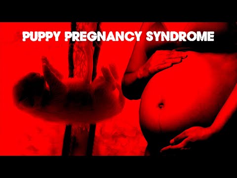 The Bizarre World Of Puppy Pregnancy Syndrome